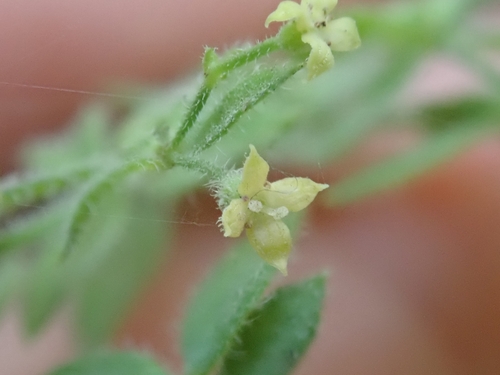 Image of Galium californicum by (c) Jason Schock, some rights reserved (CC BY)