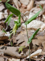 Uvularia perfoliata