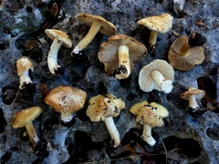 Inocybe albodisca