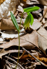 Uvularia perfoliata