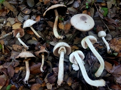 Agaricus leptocaulis