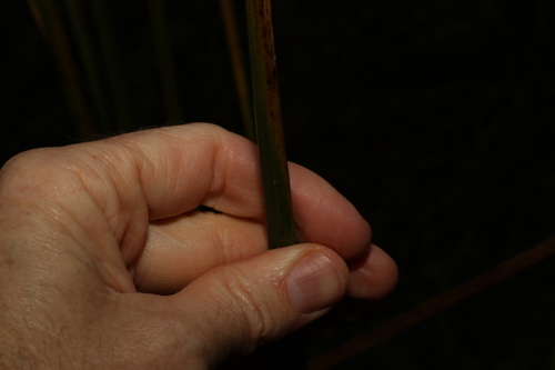 Image of Cyperus exaltatus by (c) Greg Tasney, some rights reserved (CC BY-SA)
