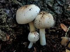 Agaricus leptocaulis
