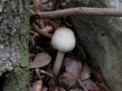 Agaricus leptocaulis