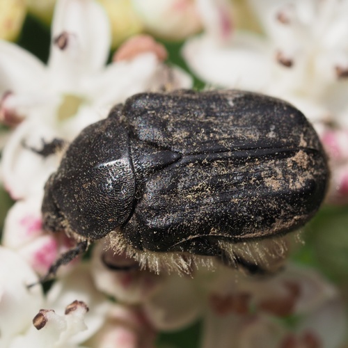 Apple Blossom Beetle