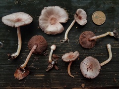 Agaricus diminutivus