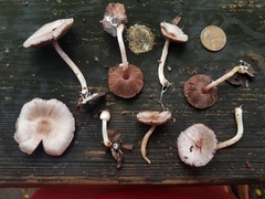 Agaricus diminutivus