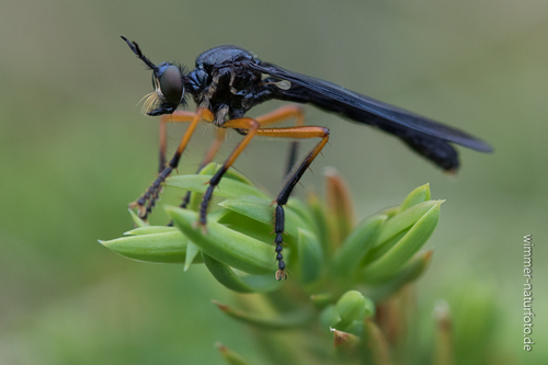 Dioctria oelandica nuotrauka