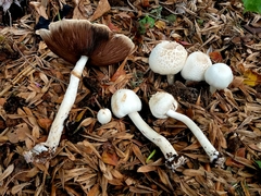 Agaricus abruptibulbus