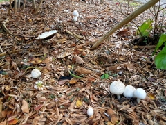 Agaricus abruptibulbus