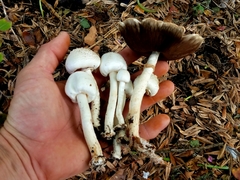Agaricus abruptibulbus
