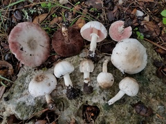 Agaricus griseicephalus