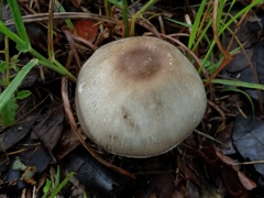 Agaricus griseicephalus