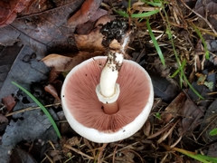 Agaricus griseicephalus