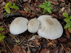 Agaricus griseicephalus