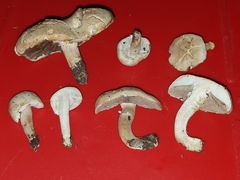 Agaricus braendlei