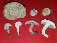 Agaricus braendlei