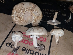 Agaricus braendlei