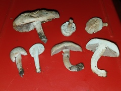 Agaricus braendlei