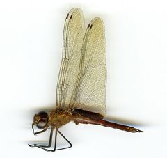 Tramea abdominalis