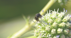 Hylaeus punctatus