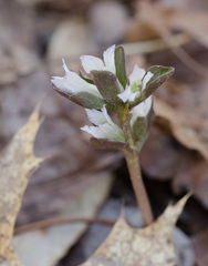 Obolaria virginica