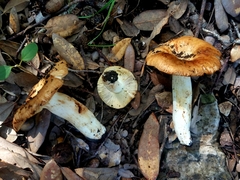 Russula foetentula