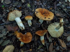 Russula foetentula