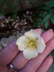 Philadelphus mexicanus