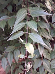 Philadelphus mexicanus