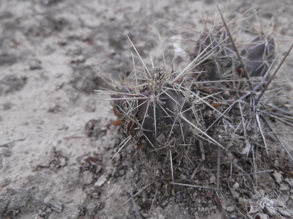 Corynopuntia vilis