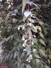 Philadelphus mexicanus