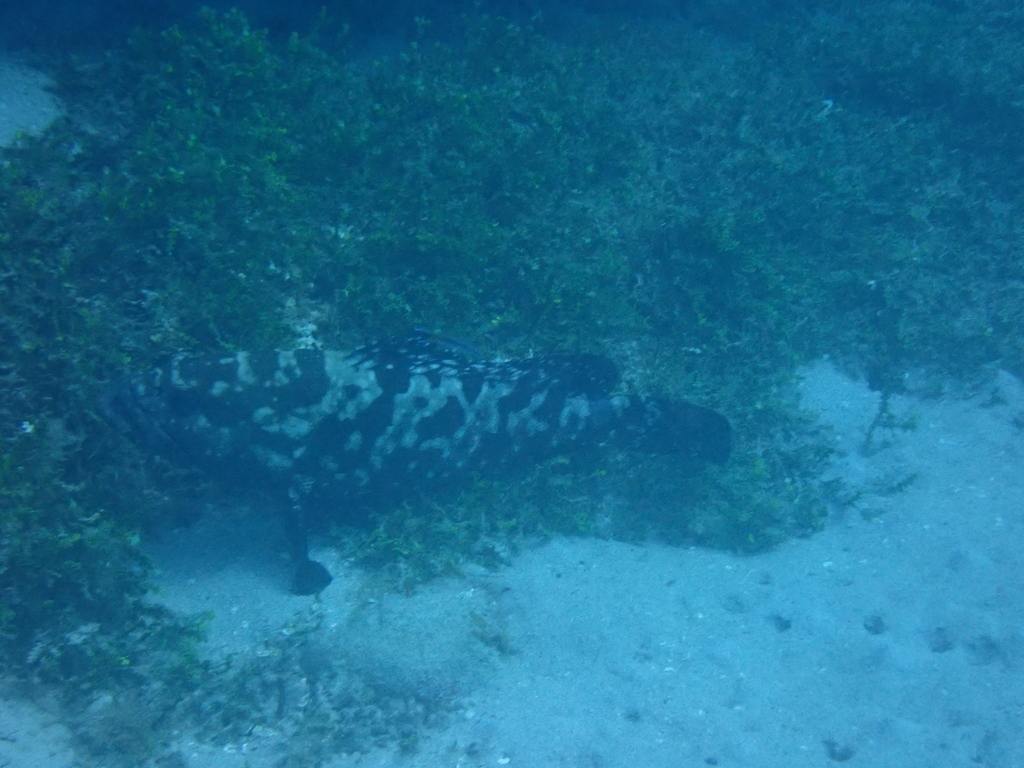 Camouflage grouper