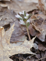 Obolaria virginica