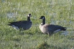 Branta hutchinsii leucopareia