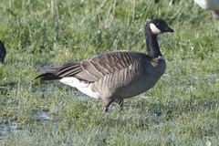 Branta hutchinsii leucopareia