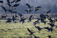 Branta hutchinsii leucopareia