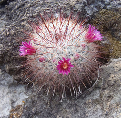 Mammillaria jaliscana jaliscana