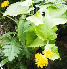 Doronicum austriacum