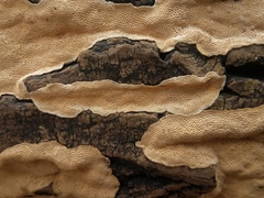 Perenniporia tenuis