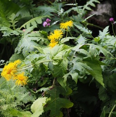 Doronicum austriacum