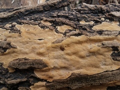 Perenniporia tenuis