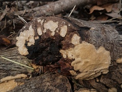 Perenniporia tenuis