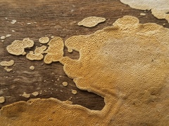 Perenniporia tenuis