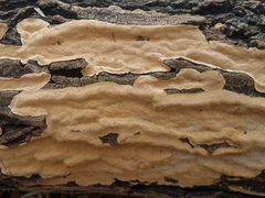Perenniporia tenuis