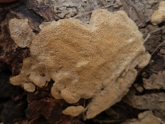 Perenniporia tenuis