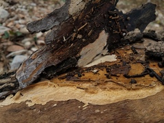 Perenniporia tenuis
