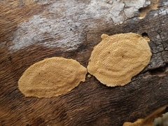 Perenniporia tenuis