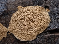 Perenniporia tenuis