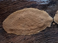 Perenniporia tenuis